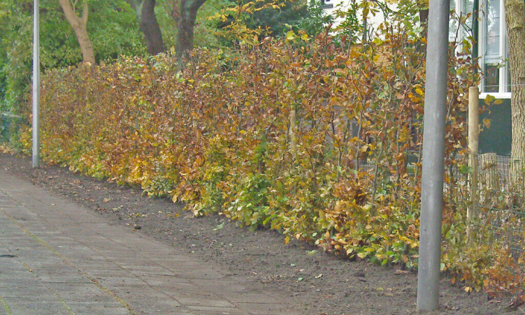 erfafscheiding-beukenhaag